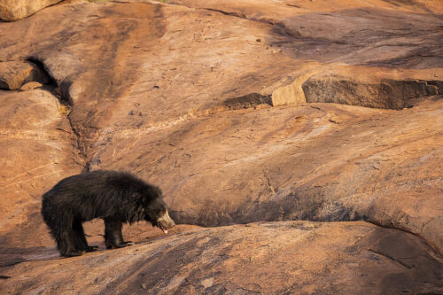 An adult female sloth bear on a huge boulder in scrub jungle habitat, Karnataka, India.  Sloth bears are often overlooked and regarded as one of the 'lesser' animals of india and despite their highly vulnerable status there are little to no conservation efforts to help them. This, along with their typically shy and nocturnal habits, means that they are not an easy subject to study.