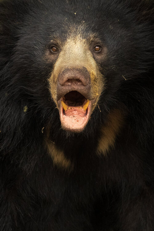 Sloth bear close up. Close up portrait of a sloth bear showing labiated liup and powerful teeth. Scrub jungle habitat, Karnataka, India.