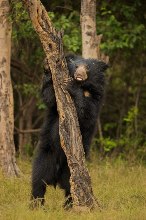 Subadult Sloth bear cub on a tree. A subadult sloth bear cub stands on its hind legs against a tree and looks towards the camera in scrub jungle habitat. Karnataka, India. 