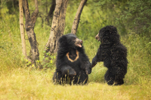 Play fighting sloth bear cubs. Two cub adult sloth bear cubs play fighting against a vivid green forest backdrop in scrub jungle habitat. Karnataka, India.