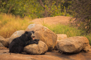 Sloth bear relaxing. An adult female sloth bear relaxes on top of a boulder in scrub jungle habitat, Karnataka, India. 