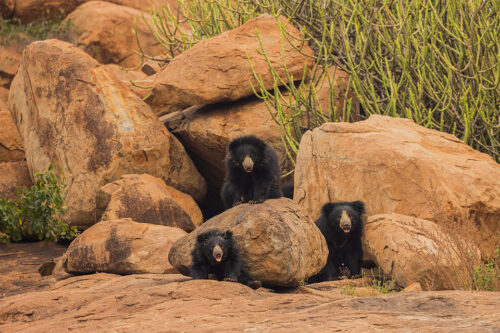 Sloth bear mother and cubs. An adult female sloth bear and her two cubs relaxing outside a cave in scrub jungle habitat, Karnataka, India. 