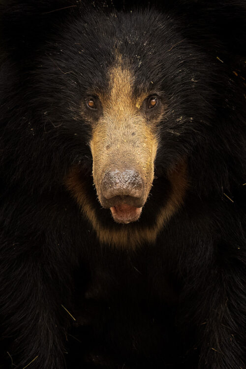 Sloth bear portrait. Close up symmetrical portrait of a sloth bear showing labiated lip and chest marking. Scrub jungle habitat, Karnataka, India.