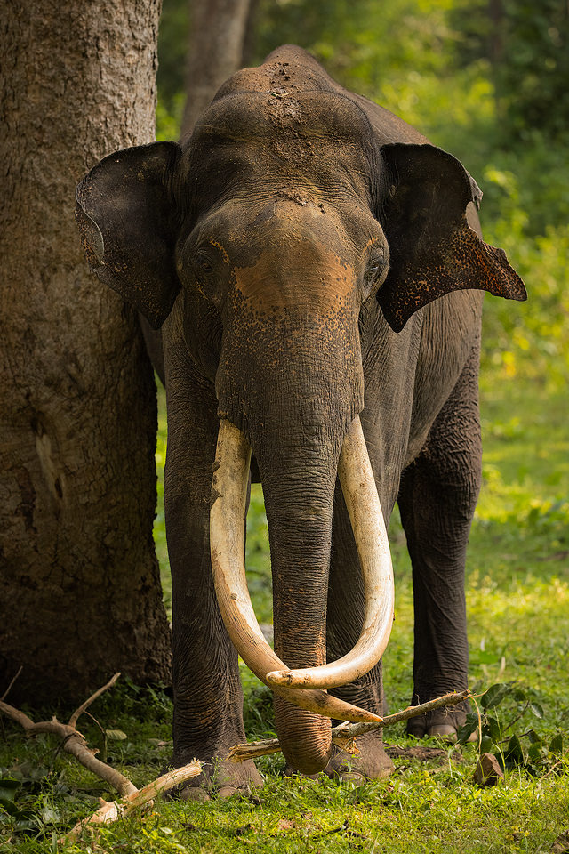 Scratching Tusker - Francis J Taylor Photography