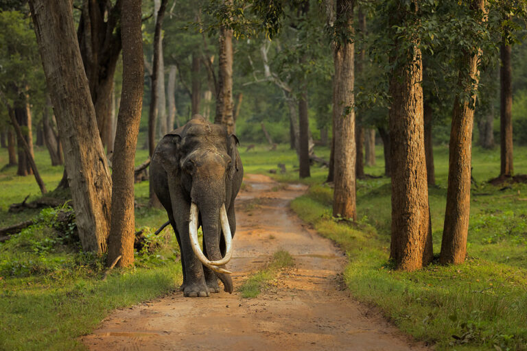 Kabini Forest Tusker - Francis J Taylor Photography