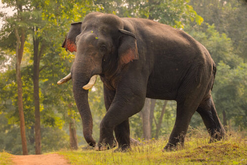 A huge Asian elephant bull in musth looks towards our vehicle in the vivid green forests of Nagarhole National Park, Karnataka, India.