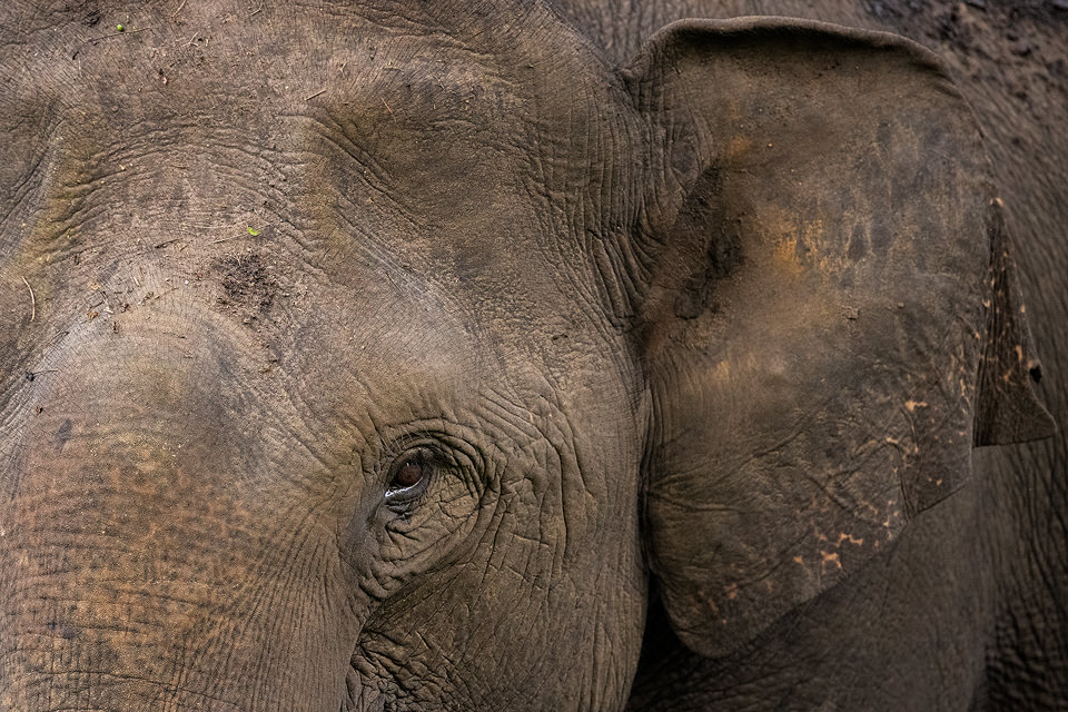 Female close up. Close up portrait of an adult female asian elephant. Nagarhole National Park, Karnataka, India.