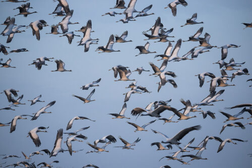 Demoiselle Cranes in flight. A huge flock demoiselles in flight against a bright blue sky, Khichan, Rajasthan, India.  Khichan is a village in Rajasthan, India. The village is best known for the large number of demoiselle cranes that visit every winter. This conservation success story began with less than one hundred cranes in the 1970s, when Mr.Ratan Lal Maloo AKA the Bird Man of Khichan began feeding the local wildlife. Khichan now hosts over 30,000 demoiselle cranes from as early as August each year to as late as March of the following year.