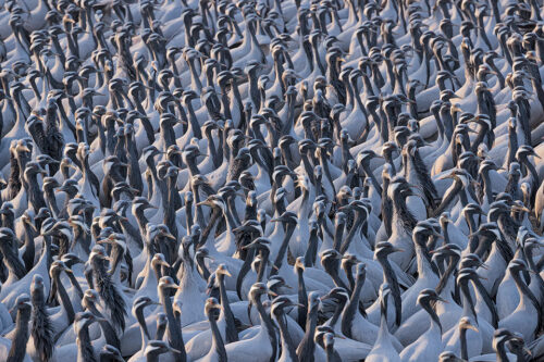 Khichan Demoiselle Cranes. Thousands of densely packed demoiselle cranes lift their heads up from feeding in the central village square. Khichan, Rajasthan, India.  Khichan is a village in Rajasthan, India. The village is best known for the large number of demoiselle cranes that visit every winter. This conservation success story began with less than one hundred cranes in the 1970s, when Mr.Ratan Lal Maloo AKA the Bird Man of Khichan began feeding the local wildlife. Khichan now hosts over 30,000 demoiselle cranes from as early as August each year to as late as March of the following year.