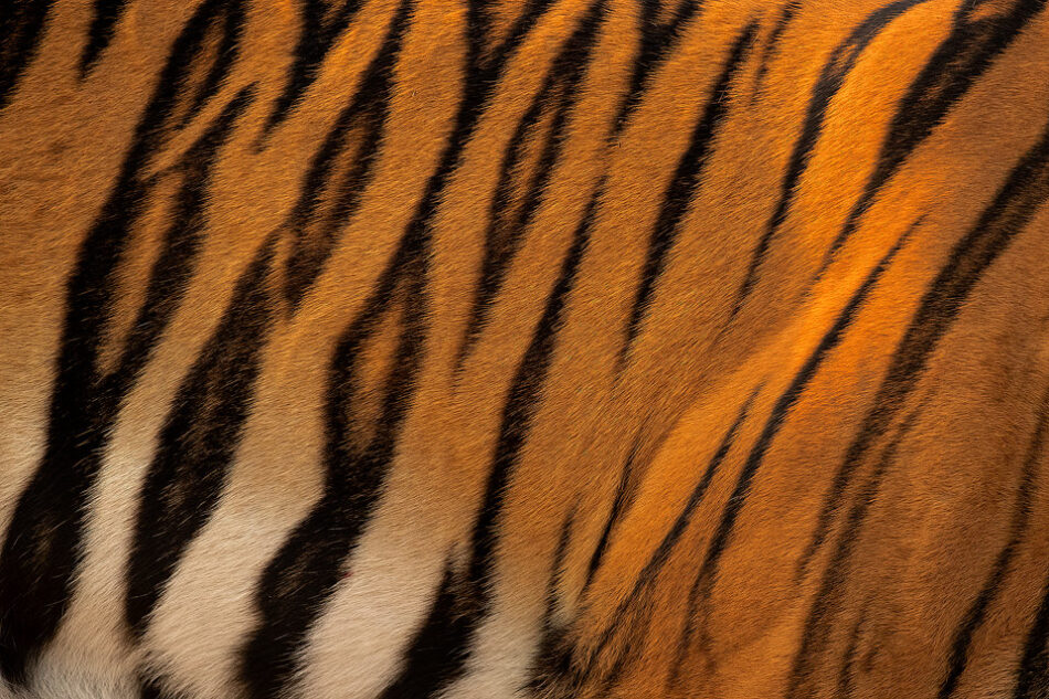 Tiger Stripes II - Francis J Taylor Photography