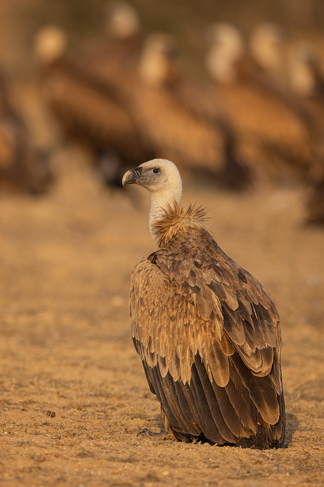 Griffon Vulture. Portrait of an adult Griffon vulture, in late afternoon light. Jorbeer vulture sanctuary, Rajasthan, India. A group of Griffon vultures is known as a kettle, committee or wake.