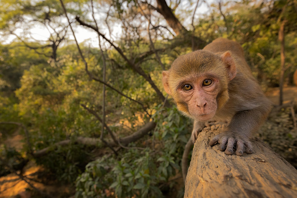 A mischievous rhesus macaque investigates my camera in a local Delhi forest. New Delhi, India. Rhesus Macaques inhabit many of New Delhi's many green spaces and have adapted incredibly well to urban life. To capture this image I strapped my camera and wide angle lens to a tree and waited. It didn't take long before some curious monkeys came to investigate