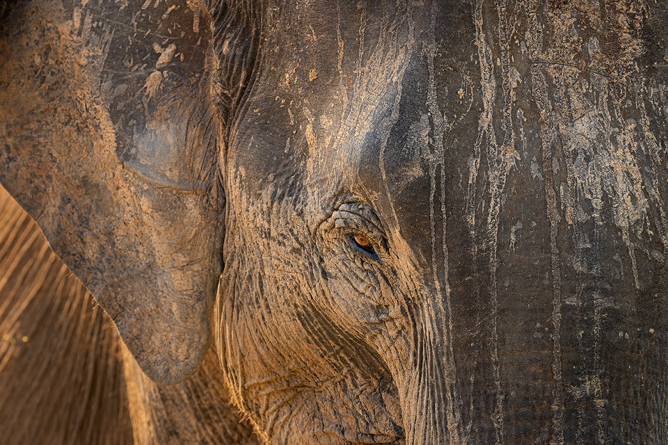 Mud Splattered elephant II. Close up portrait of an adult Sri Lankan elephant splattered with pale mud. Udawalawe National Park in Sri Lanka