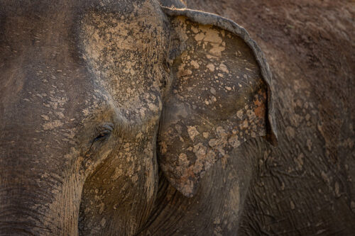 Mud Splattered elephant. Close up portrait of an adult Sri Lankan elephant splattered with pale mud. Udawalawe National Park in Sri Lanka