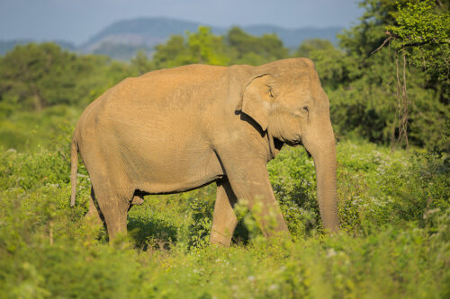 Sri Lankan Bull Elephant. An Adult male Sri Lankan elephant moves through the dense green vegetation with a mountain backdrop. Udawalawe National Park in Sri Lanka