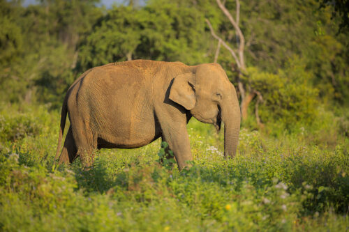 A beautiful Sri Lankan elephant moves through the dense green vegetation and colourful flowers in Udawalawe National Park in Sri Lanka.