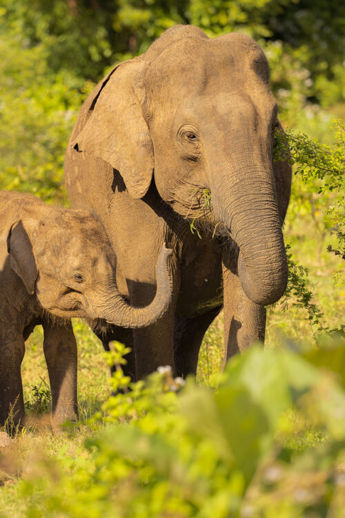 Elephant Mother and Calf grazing. An mother elephant and her tiny calf feeding in warm afternoon sunshine in the jungles of Udawalawe National Park in Sri Lanka