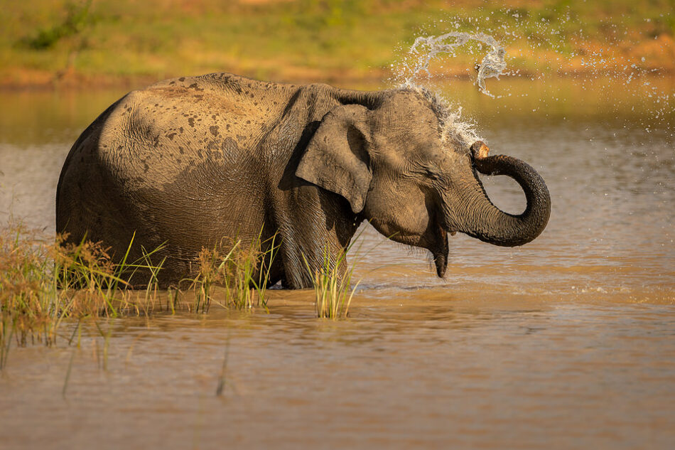 Bathing Asian Elephant - Francis J Taylor Photography