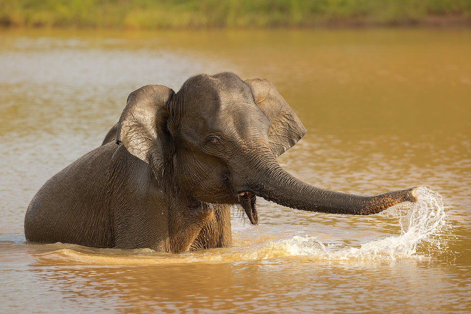 Splashing Asian Elephant. A young Asian elephant enjoying a cooling bath in the scorching afternoon heat. Udawalawe National Park, Sri Lanka