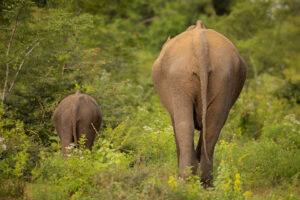 Elephant Mother and Calf. A mother elephant and her tiny calf return into the dense green jungles of Udawalawe National Park in Sri Lanka