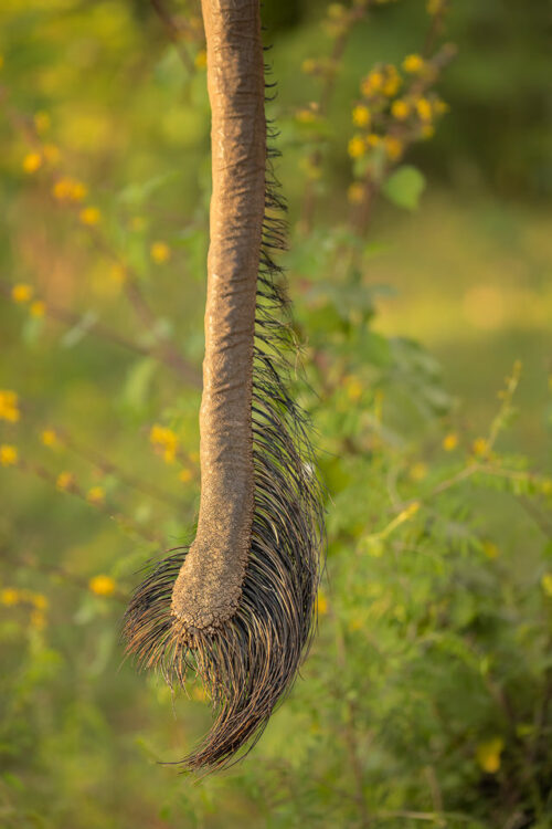 The Elephant's tail. Close up of An Adult Sri Lankan elephant's tail, showing thick bristles. Udawalawe National Park in Sri Lanka