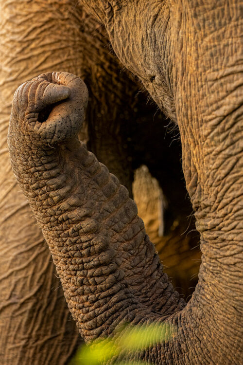 Elephant's Trunk. Close up of An Adult Sri Lankan elephant's powerful trunk. Udawalawe National Park in Sri Lanka.