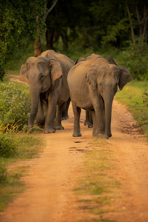 Marching Elephants. A group of Sri Lankan elephants marching in along a dusty track. Udawalawe National Park in Sri Lanka.