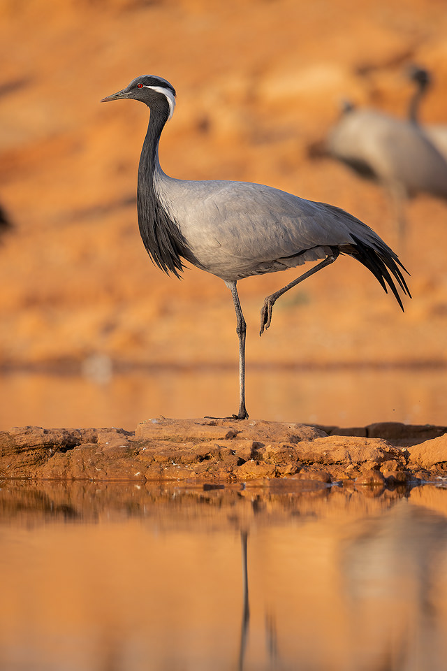 Demoiselle Crane Portrait. A demoiselle crane balancing on one leg on the edge of a lake in late evening light. Khichan, Rajasthan, India.  Khichan is a village in Rajasthan, India. The village is best known for the large number of demoiselle cranes that visit every winter. This conservation success story began with less than one hundred cranes in the 1970s, when Mr.Ratan Lal Maloo AKA the Bird Man of Khichan began feeding the local wildlife. Khichan now hosts over 30,000 demoiselle cranes from as early as August each year to as late as March of the following year.