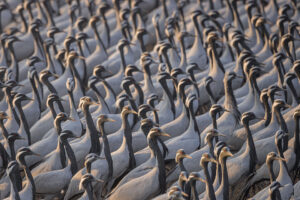 Khichan Demoiselle Cranes. Thousands of densely packed demoiselle cranes lift their heads up from feeding in the central village square. Khichan, Rajasthan, India.  Khichan is a village in Rajasthan, India. The village is best known for the large number of demoiselle cranes that visit every winter. This conservation success story began with less than one hundred cranes in the 1970s, when Mr.Ratan Lal Maloo AKA the Bird Man of Khichan began feeding the local wildlife. Khichan now hosts over 30,000 demoiselle cranes from as early as August each year to as late as March of the following year.