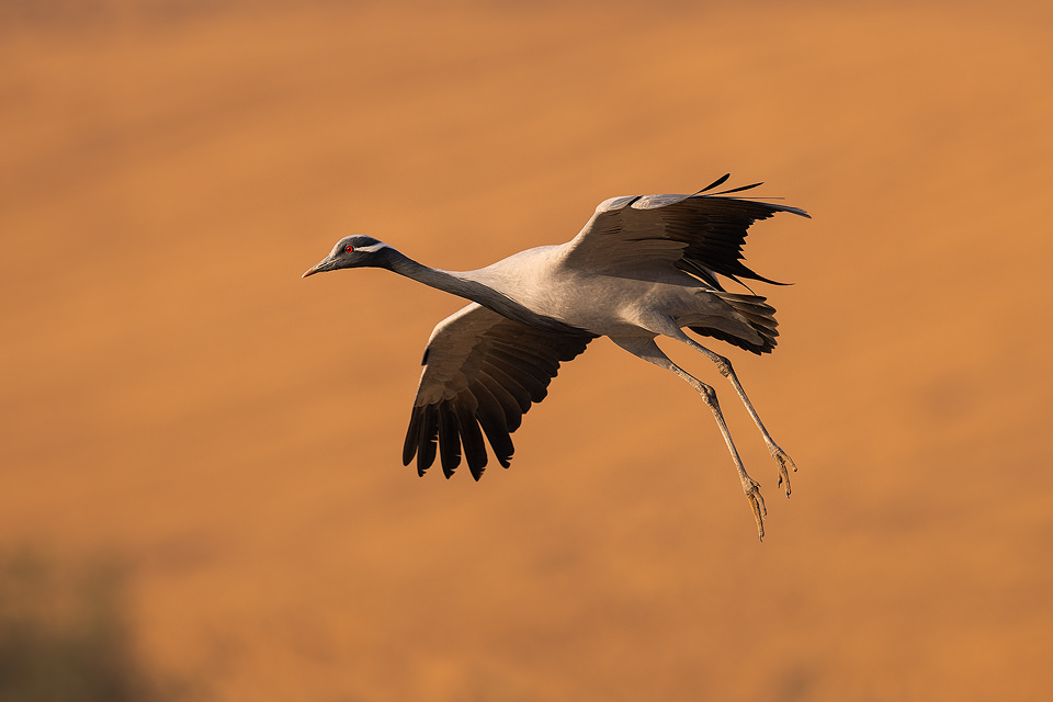 Landing Demoiselle Crane. A single demoiselle crane with legs outstretched coming in to land in the central village square. Khichan, Rajasthan, India.  Khichan is a village in Rajasthan, India. The village is best known for the large number of demoiselle cranes that visit every winter. This conservation success story began with less than one hundred cranes in the 1970s, when Mr.Ratan Lal Maloo AKA the Bird Man of Khichan began feeding the local wildlife. Khichan now hosts over 30,000 demoiselle cranes from as early as August each year to as late as March of the following year.