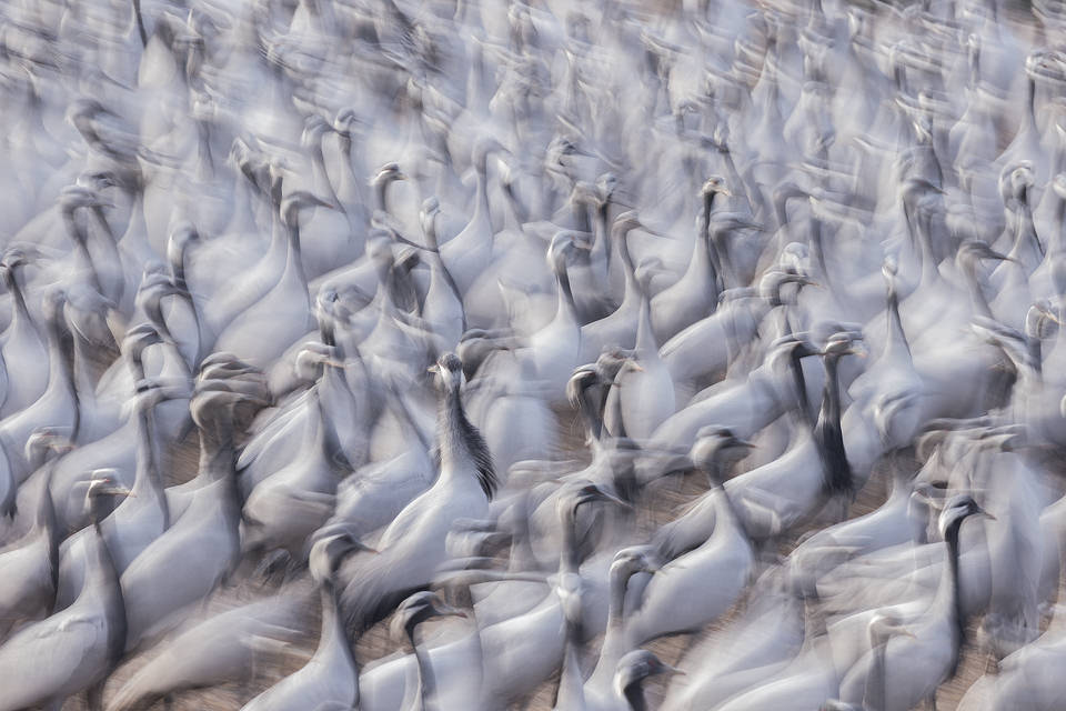 Abstract Demoiselle Cranes. Abstract image taken using a slow shutter speed of thousands of densely packed demoiselle cranes  feeding in the central village square. Khichan, Rajasthan, India. 