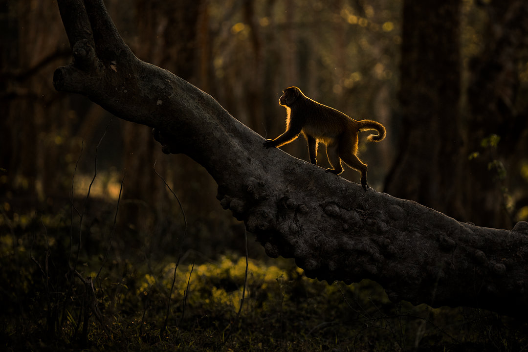 Rim-lit rhesus macaque. A male rhesus macaque walks along a gnarled tree branch lit by late evening sunshine. Kaziranga National Park, Assam, India.