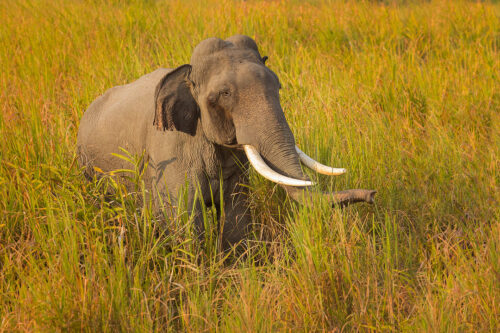 Tusker in elephant grass. A gigantic asian elephant tusker standing in elephant grass, Kaziranga National Park, Assam, India. Elephant grass can reach 3m tall and is so named because of its ability to hide an elephant. This huge bull however was just too big to hide!