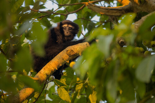 A young male western hoolock gibbon illuminated by early morning light in a fruit tree. Kaziranga National Park, Assam, India. The western hoolock gibbon is India's only ape and a species that has been on my list to see for many years, this time my luck came through and I spent a couple of productive mornings with a family whose territory bordered an accessible road.