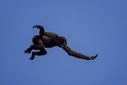 A male western hoolock gibbon leaping across a huge gap in the tree canopy with a bright blue sky. Kaziranga National Park, Assam, India. The western hoolock gibbon is India's only ape and a species that has been on my list to see for many years, this time my luck came through and I spent a couple of productive mornings with a family whose territory bordered an accessible road.