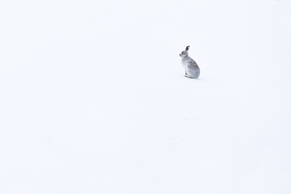 Mountain Hare, Peak District Beginners Wildlife Photography Workshop