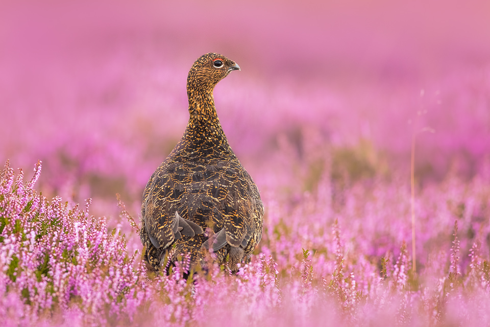 Peak District Red Grouse beginners wildlife photography workshop