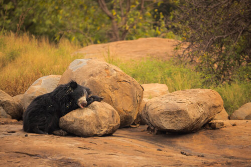 Sleeping Sloth Bear. An adult female sloth bear takes a nap on on a boulder in scrub jungle habitat, Karnataka, India. 