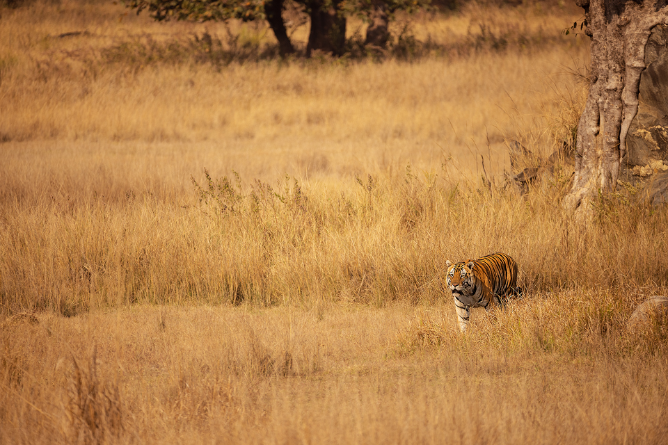 Male tiger, Kanha Meadow. A powerful male tiger known as Junior Bajrang walking through the long grass in Kanha Meadows in beautiful morning light. Kanha National Park, Madhya Pradesh, India.