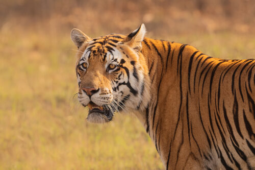 Male tiger portrait, Kanha National Park. A powerful male tiger known as Junior Bajrang walking through the long grass in Kanha Meadows in beautiful morning light. Kanha National Park, Madhya Pradesh, India. There is nothing 'junior' about this massive tiger. Bajrang actually roughly translates to 'having a steel frame, very strong and sturdy'. It's always a huge adrenaline rush being so close to such a powerful predator in the wild.