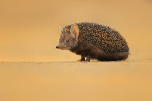 Indian long-eared hedgehog portrait in desert scrub habitat. Little Rann of Kutch, Gujarat, India.