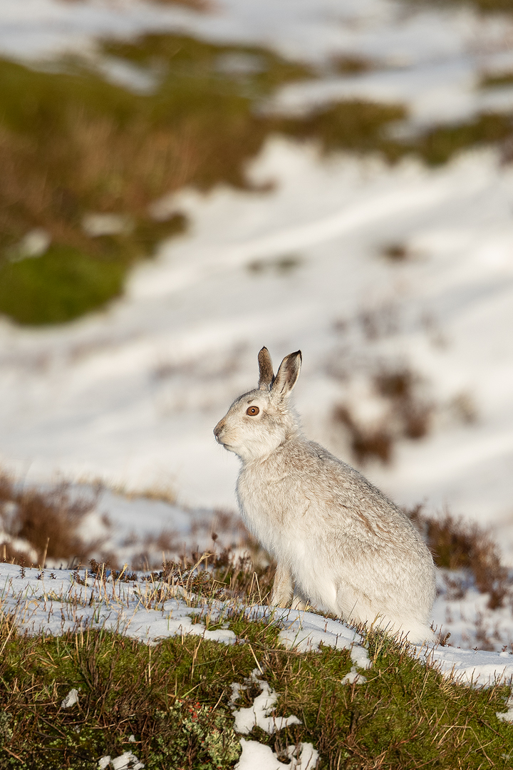 Mountain Hare in patchy snow. Mountain hare in white winter coat pauses on a patch of moorland vegetation. Conditions like these are the most difficult for spotting hares, every patch of snow could potentially be a hare. Derbyshire, Peak District National Park.