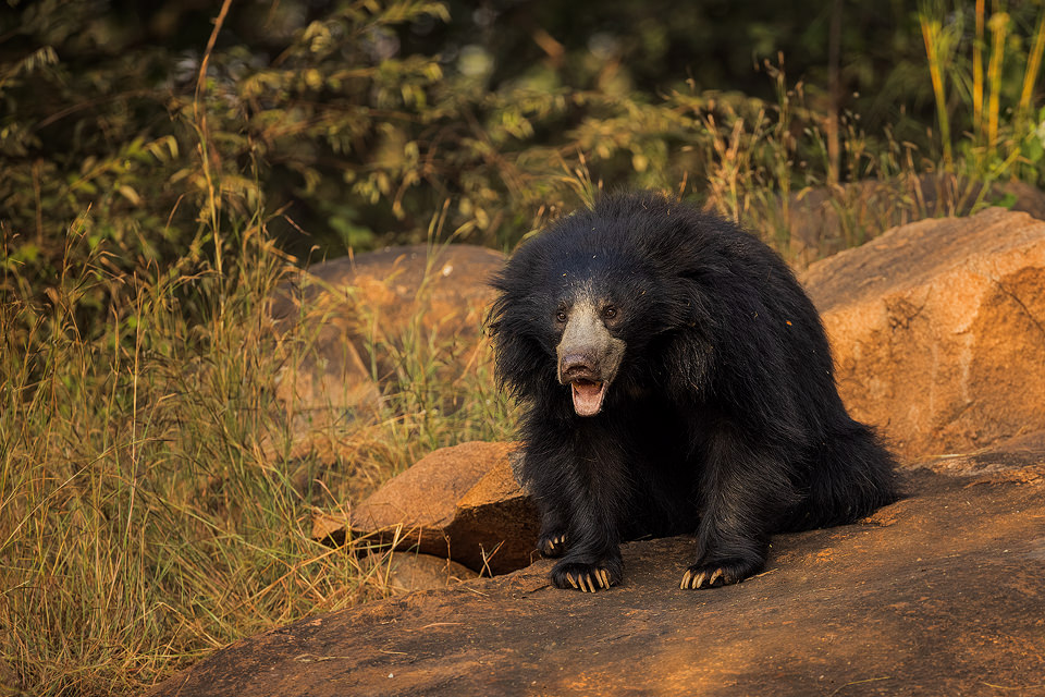 Labiated Bear. An adult sloth bear looks towards the hide, showing her large lower lip, a distinctive feature that gives the bears their alternative name "Labiated Bear". Karnataka, India. 