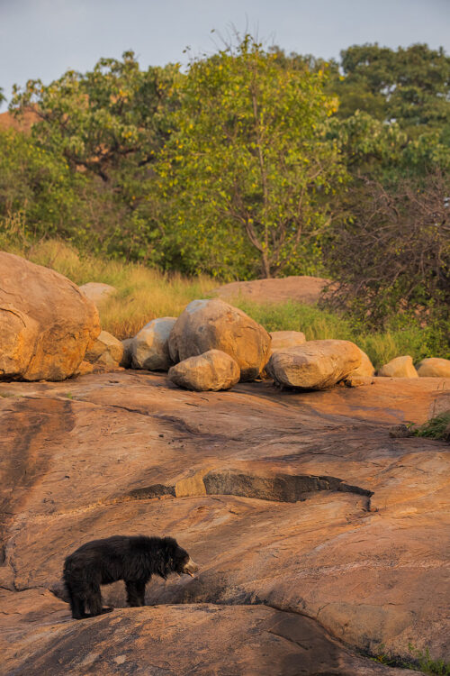 Sloth Bear habitat after monsoon. Fresh green vegetation surrounding the dry rocky hills after the monsoon. Karnataka, India. 