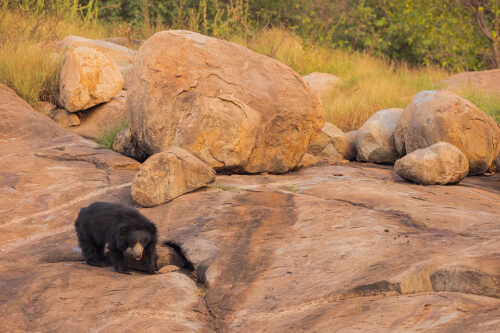 Sloth Bear, Hampi