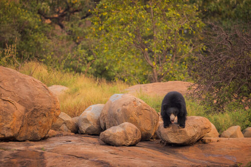 Sloth Bear habitat, Hampi. Adult Sloth bear photographed in the boulder-strewn hills and lush green forests of Karnataka, India. 