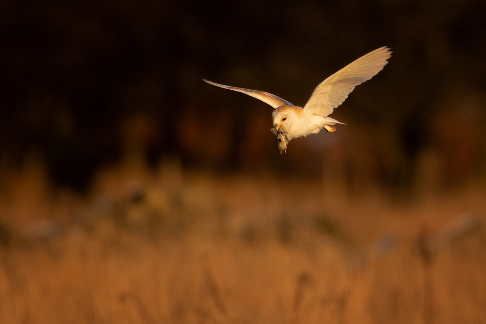 Barn Owl with prey in beak. A beautiful barn owl photographed mid flight returning to his barn with a freshly caught vole in his beak. Derbyshire, Peak District National Park, UK.  