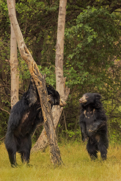 Standing Sloth Bear Cub. An adult sloth bear climbing a tree while her sub adult cub stands up to its full height. Karnataka, India. 