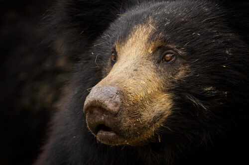 Honey Bear. Close up portrait of an adult sloth bear with its face covered in sticky honey. Karnataka, India. 