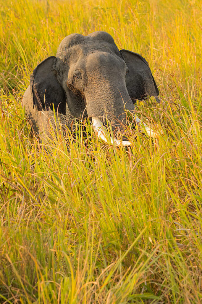 elephant-in-elephant-grass-francis-j-taylor-photography